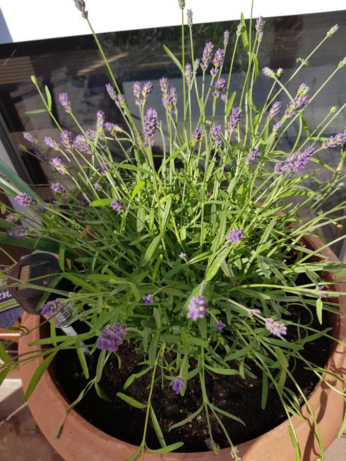 Apartament Lavender يلينيا غورا المظهر الخارجي الصورة